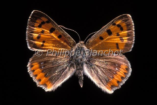 lycaena phlaeas.JPG - Lycaena phlaeas (male)Cuivré communCommon CopperLepidoptera, LycaenidaeFrance